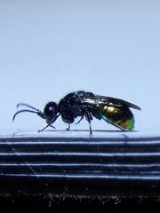 Pseudomalus triangulifer