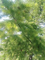 Larix sibirica