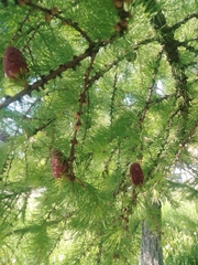Larix sibirica