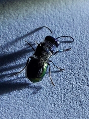 Pseudomalus triangulifer