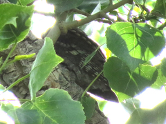 Psiloscops flammeolus