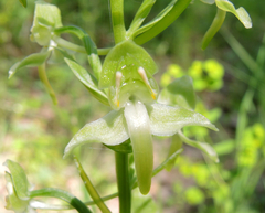 Platanthera chlorantha