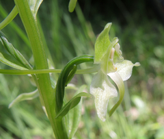 Platanthera chlorantha
