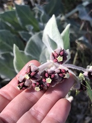 Asclepias californica californica