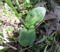 Platanthera chlorantha