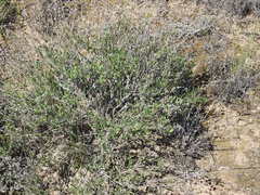 Limonium suffruticosum
