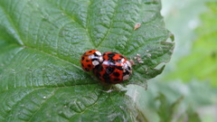Harmonia axyridis