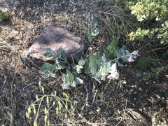 Asclepias californica californica