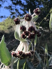 Asclepias californica californica