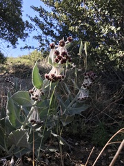 Asclepias californica californica