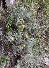 Castilleja grisea