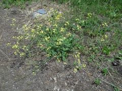 Brassicaceae