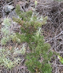 Galium catalinense acrispum