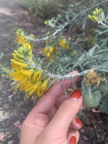 iNaturalist observation photo of Bladderpod