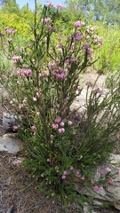 Erica terminalis