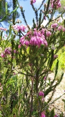 Erica terminalis