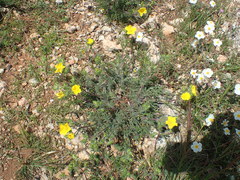 Potentilla hirta