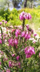 Erica terminalis