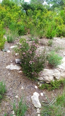 Erica terminalis