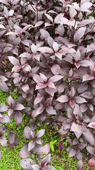 Iresine diffusa herbstii