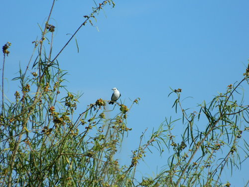 Black-backed Water Tyrant (Fluvicola albiventer), photo 9