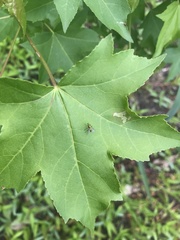Condylostylus caudatus