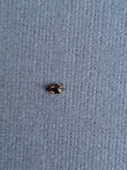 Phyllotreta tetrastigma