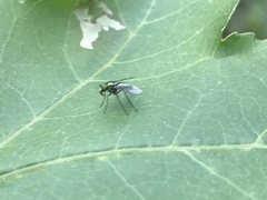 Condylostylus caudatus