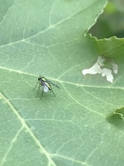 Condylostylus caudatus