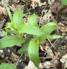 Epipactis gigantea