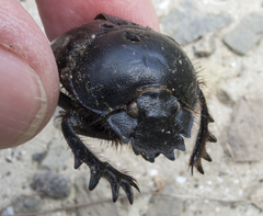 Scarabaeus typhon