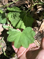 Alchemilla caucasica