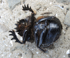 Scarabaeus typhon