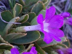 Primula pedemontana