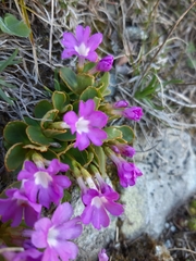 Primula pedemontana