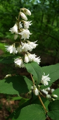 Deutzia scabra