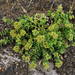 Polycarpaea carnosa - Photo (c) Michael 2020, alguns direitos reservados (CC BY-NC), uploaded by Michael 2020