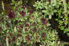 Sempervivum tectorum