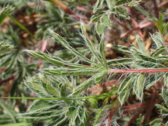 Potentilla hirta