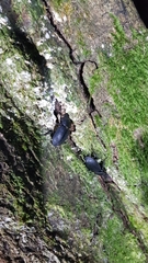 Dorcus parallelipipedus