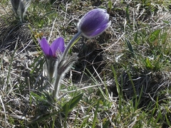 Pulsatilla halleri