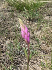 Polygala cretacea