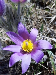 Pulsatilla halleri