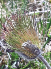 Pulsatilla halleri