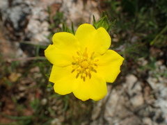 Potentilla hirta