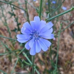 Cichorium intybus