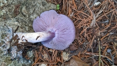 Asproinocybe