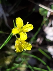 Draba aizoides