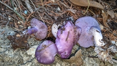 Asproinocybe