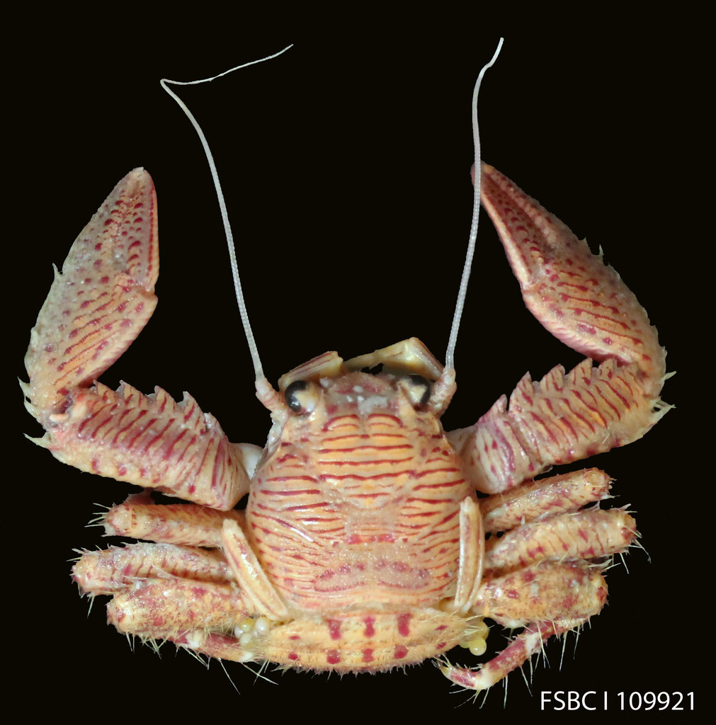 banded porcelain crab